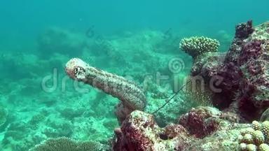 马尔代夫海底清澈海底背景下的<strong>海参</strong>。